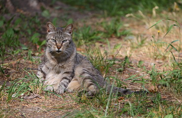 Naklejka na ściany i meble A gray striped cat is sitting on the ground among rare green grass