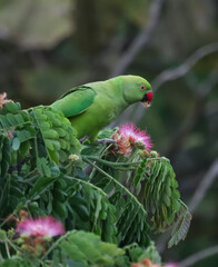 A parrot ( rose-ringed parakeet) eating flower at afternoon 