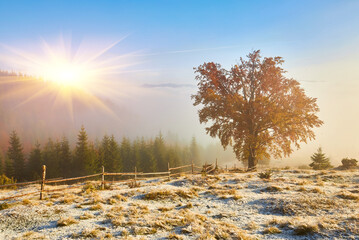 Old beech tree on the mountain valley. First snow on the forest. stunning morning view of Carpathians, Ukraine, Europe.