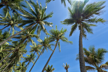Naklejka na ściany i meble Coconut Trees at Nha Trang Beach, Vietnam