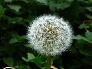 dandelion on a green background