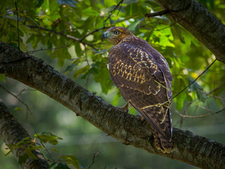 Red-tailed hawk (Buteo jamaicensis) perched on an oak tree branch