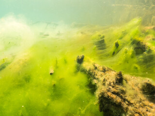 Green layer of filamentous algae over lake bottom