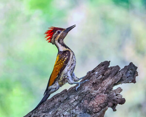 A black-rumped flameback woodpecker on the branch of a tree 