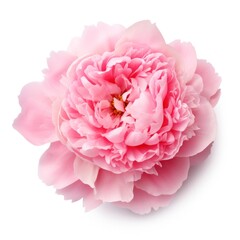 Pink peony flower isolated