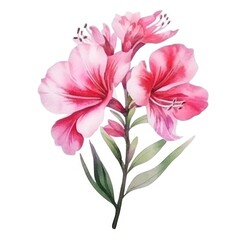 Watercolor pink flower isolated