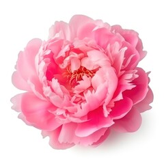 Pink peony flower isolated