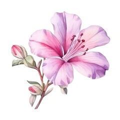 Watercolor pink flower isolated