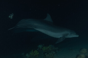 Fototapeta premium Dolphin swimming in the Red Sea, Eilat Israel 
