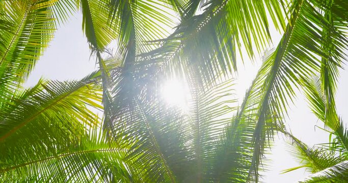 Coconut palm trees bottom view. Green palm tree on blue sky background. View of palm trees against sky. Beach on the tropical island. Palm trees at sunlight. Shot on Gimbal high quality slow movement.