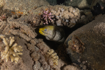 Moray eel Mooray lycodontis undulatus in the Red Sea, Eilat Israel
