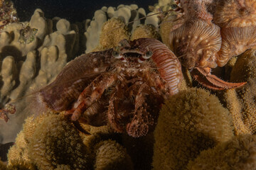 Octopus king of camouflage in the Red Sea, Eilat Israel 
