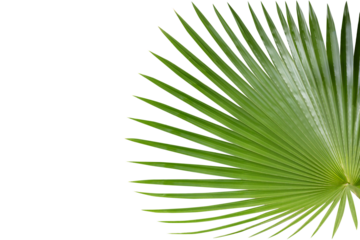 Green tropical palm tree leaf isolated on white background. PNG