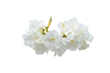Stems of  white summer flowers isolated on white background with clipping path. Full Depth of field. Focus stacking. PNG	
