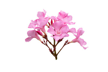Stems of  pink summer flowers isolated on white background with clipping path. Full Depth of field. Focus stacking. PNG	

