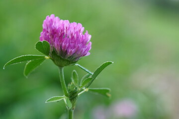 Medicinal herbs - red clover; Trifolium pratense