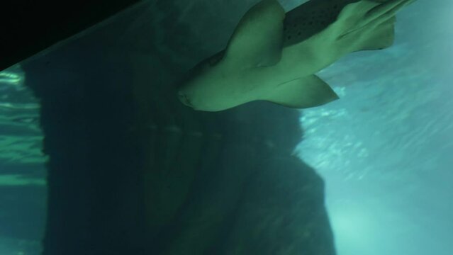 The zebra shark is the only species in the zebra shark family