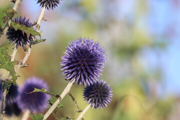 Obraz premium Sweden. Echinops is a genus of about 120 species of flowering plants in the family Asteraceae, commonly known as globe thistles. 