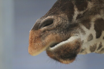 Nahaufnahme Giraffenkopf