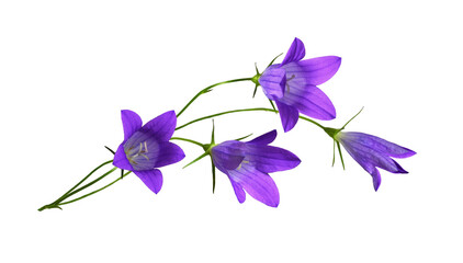 Purple campanula flowers in a floral arrangement isolated on white or transparent background