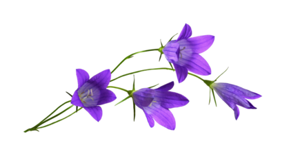 Purple campanula flowers in a floral arrangement isolated on white or transparent background