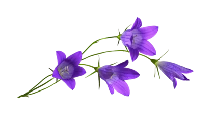 Photo sur Plexiglas Herbe Purple campanula flowers in a floral arrangement isolated on white or transparent background