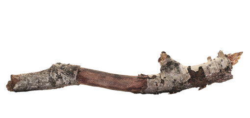 Dry, rotten birch tree isolated on white 