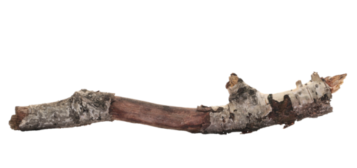 Dry, rotten birch tree isolated on white 