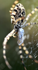 an argiope spider feasting on a cricket