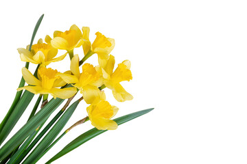 Beautiful bouquet of yellow daffodils or narcissus isolated on white, transparent background, PNG. Blooming spring flowers, Easter bells. Spring greeting card, invitation card, birthday, mother's day