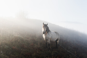 Lonely white horse in foggy meadow on mountains meadow. Landscape photography