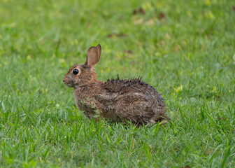 rabbit in the grass