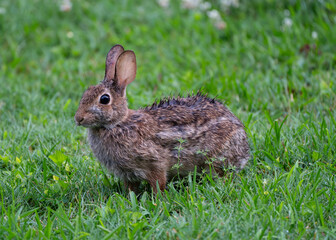 rabbit in grass