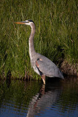 great blue heron
