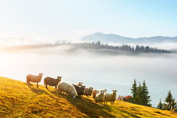 Herd of sheeps on sunny meadow at autumn mountains. Foggy mountain range on backgraund. Carpathians, Ukraine, Europe. Landscape photography