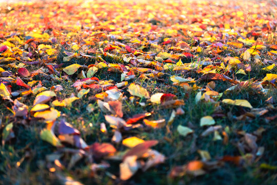Autumn leaves on green lawn closeup. Fall folliage texture background