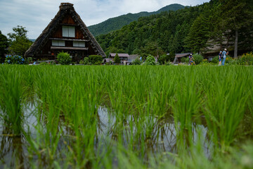 合掌造りの古民家 © 自由 大嶺