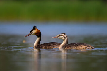 great crested grebe on a blue lake
