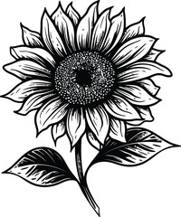 Sketch of sunflower Outline, Sunflower Line Art, Floral Line Drawing, black and white sunflowers vector illustration