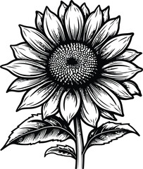 Sketch of sunflower Outline, Sunflower Line Art, Floral Line Drawing, black and white sunflowers vector illustration