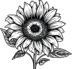 Sketch of sunflower Outline, Sunflower Line Art, Floral Line Drawing, black and white sunflowers vector illustration
