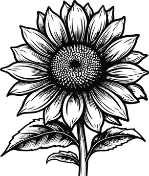 Sketch of sunflower Outline, Sunflower Line Art, Floral Line Drawing, black and white sunflowers vector illustration