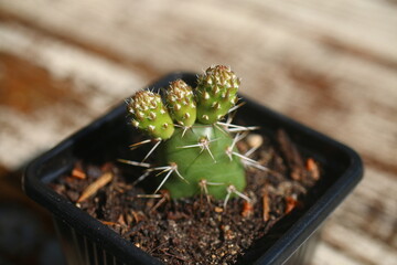 kaktus opuncja opuntia fragilis liczne człony