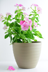 vinca plant and white background., vertivcal shot