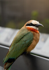 red headed bee eater