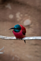 kingfisher on a branch