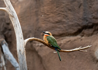 bee eater
