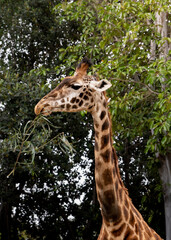 giraffe eating