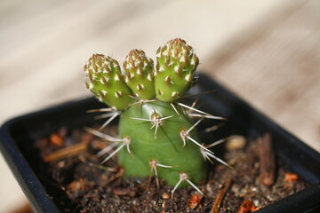 kaktus opuncja opuntia fragilis liczne człony
