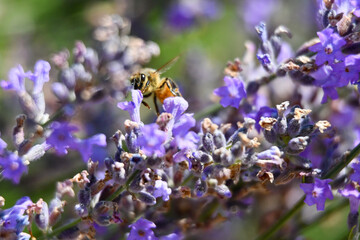bee on lavender